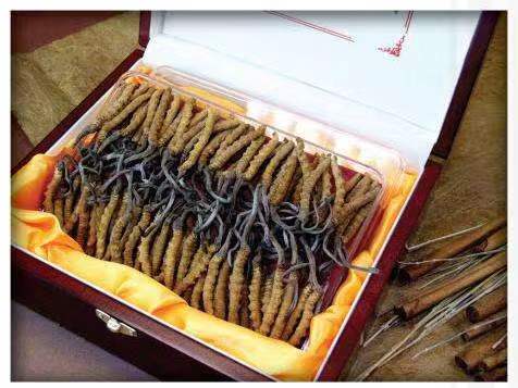 井陉矿冬虫夏草回收